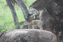 Klipspringer Antelope