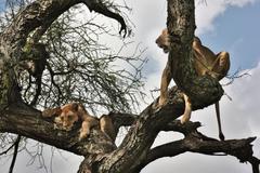 Three Lions in tree (Tarangire)