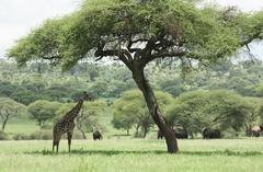 Giraffe under Acacia tree