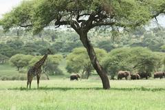 Giraffe under Acacia tree