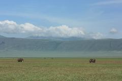 Elephants (Ngorongoro)