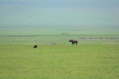 Black Rhino (Ngorongoro)