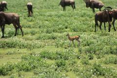 Baby Gazelle among Wildebeest