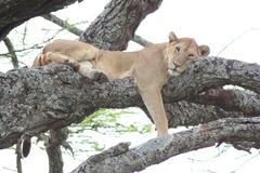 Young male Lion in tree