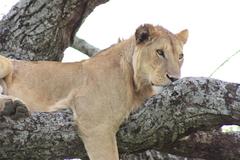 Young male Lion in tree