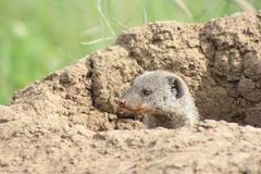 Banded mongoose in termite mound