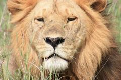 Male Lion (Serengetti)