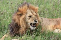 Male Lion (Serengeti)