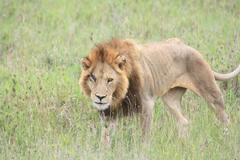 Male Lion (Serengetti)